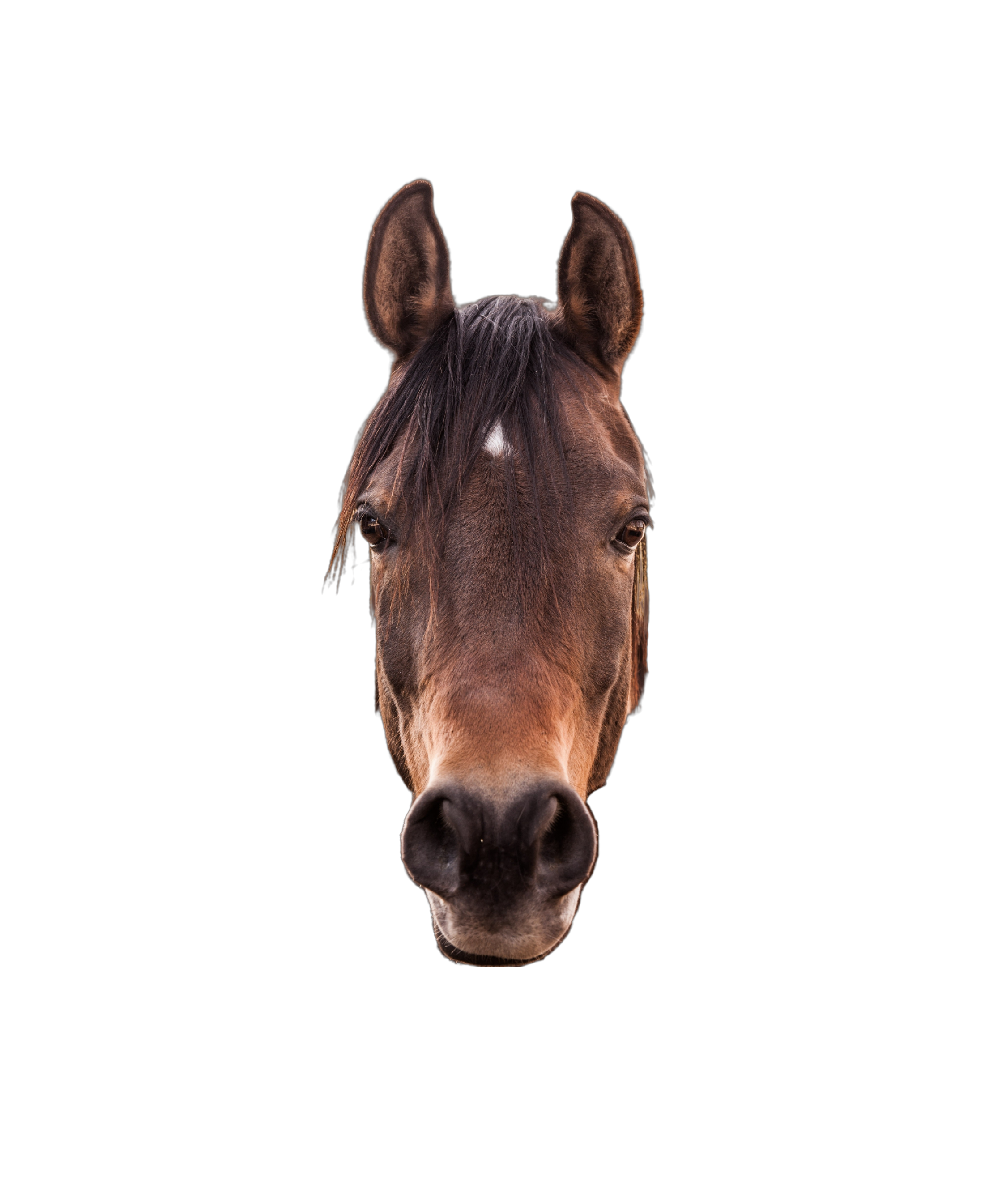 Top-Quality Horse Supplies Collection Image