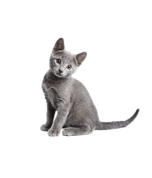 small gray healthy cat