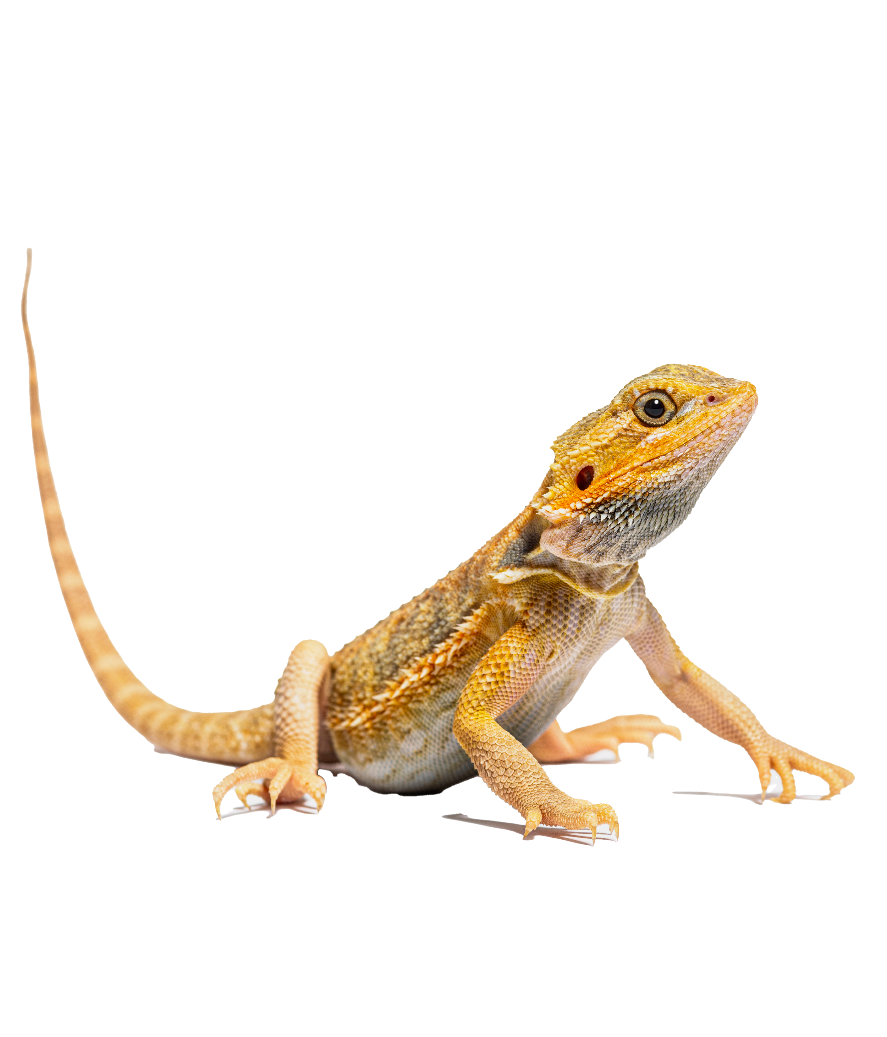 Reptile