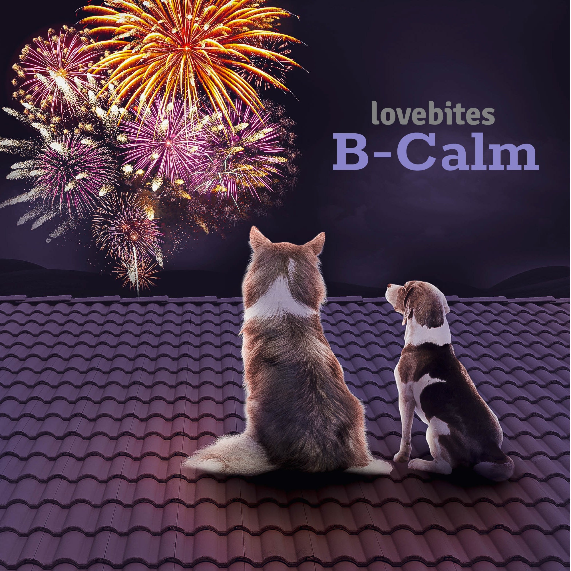 Calm Your Anxious Dog